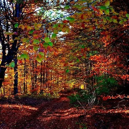 Appartement Vlasinski Vrtovi *