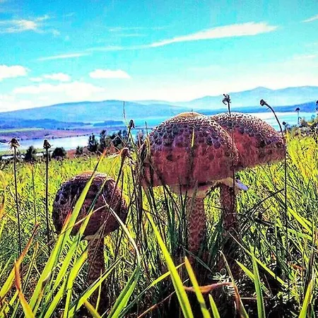 Appartement Vlasinski Vrtovi *